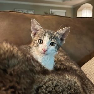 Meet your Posher, Emma